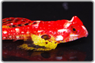 Ruby Red Scooter Dragonet - Male
